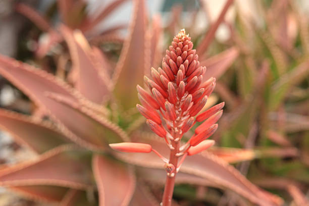 Close-up Flowering mountain aloe in yellow and orange colors in a botanical garden, is a large evergreen succulent forming a dense rosette of fleshy.