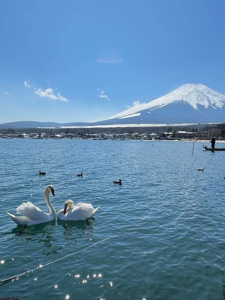 istock Swans on a lake with Mount Fuji backdrop. 2216200700