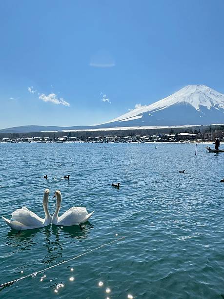 istock Swans on Lake Yamanaka with Mount Fuji 2216200734