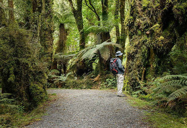 istock Man looking at moss-covered tree trunks in the forest. Fox Glacier Walk. West Coast. South Island. New Zealand. 2216202166