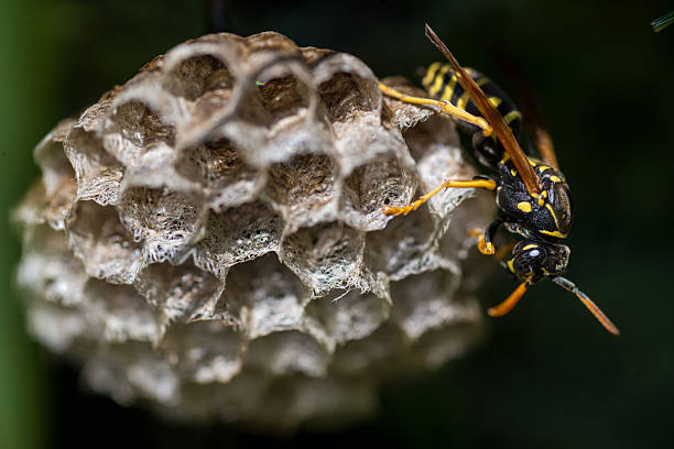 istock European paper wasp resting on its nest 2216203297
