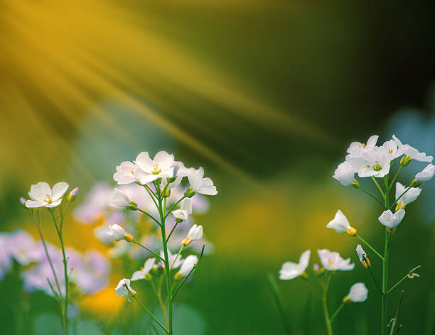 flowers on a spring meadow in the rays of the sun
