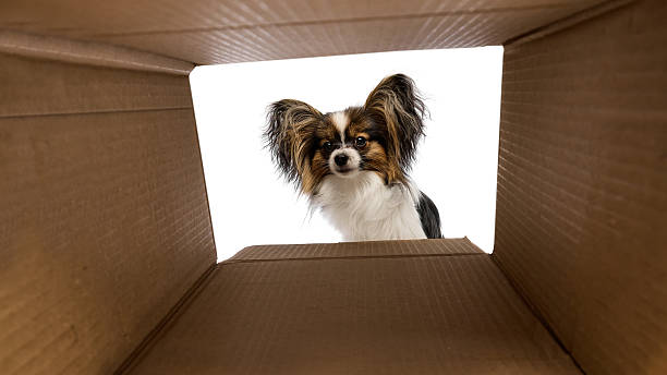 istock Funny and curious Papillon dog looking inside carton box isolated on white background 2216208508