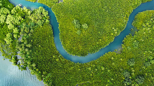 istock winding river in jungle, tropical landscape aerial view 2216210699