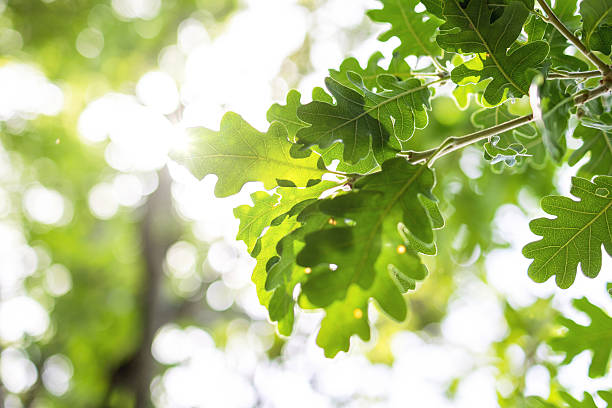 istock sun rays with radiant bokeh shines through forest trees 2216211492