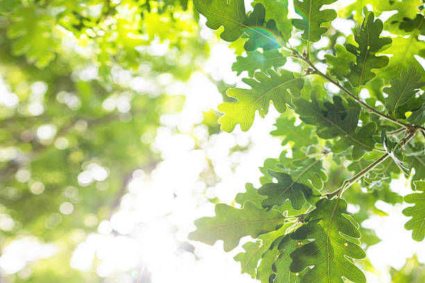 istock sun rays with radiant bokeh shines through forest trees 2216211498