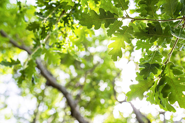 istock sun rays with radiant bokeh shines through forest trees 2216211502