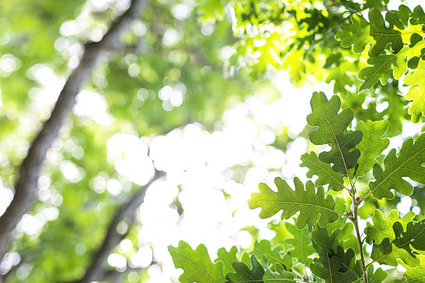 sun rays with radiant bokeh shines through forest trees