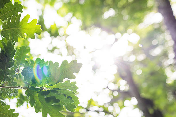 istock sun rays with radiant bokeh shines through forest trees 2216211518