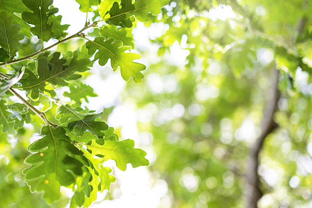 istock sun rays with radiant bokeh shines through forest trees 2216211522