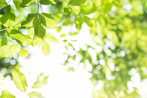 sun rays with radiant bokeh shines through forest trees