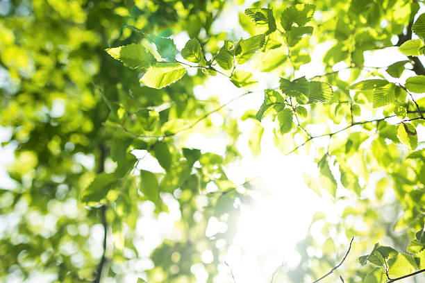 istock sun rays with radiant bokeh shines through forest trees 2216211569