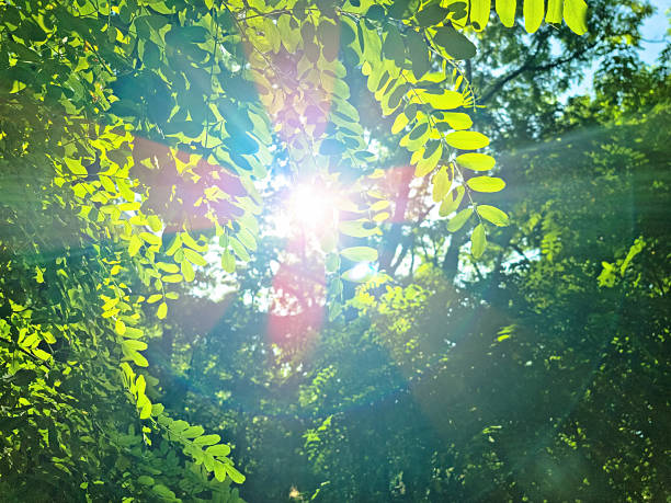 Upward glance to sun rays shines through forest trees. Scattered sunlight that filters through green leaves. Sunny summer nature background with sunshine radiant bokeh. Japanese Komorebi concept