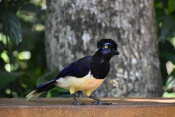 istock Plush-Crested Jay in Natural Habitat 2216216647