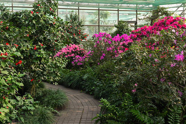 Bright pink Azalea Flowers in a Greenhouse