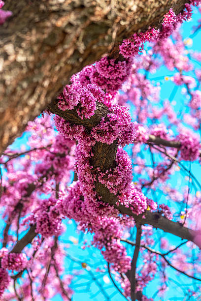 istock Cercis canadensis. Blooming pink flowers on tree branches against a bright blue sky 2216217642