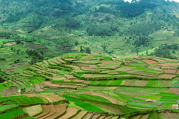istock Terraced fields stretch across the hills in Poombarai 2216218531