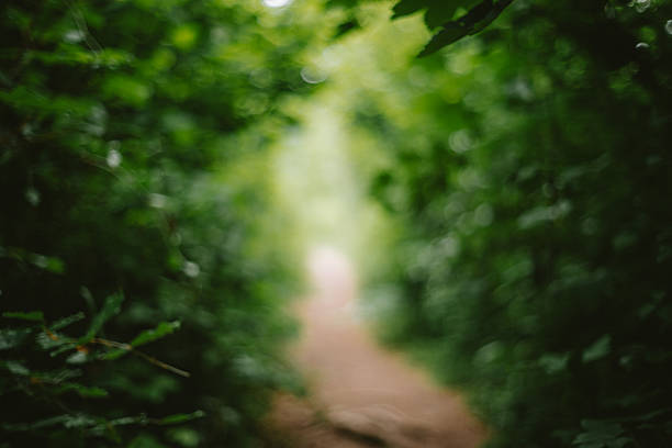 Blurred or defocused footpath in a forest. Abstract background or wallpaper. Blurry trees, specular highlights, bokeh, no people..