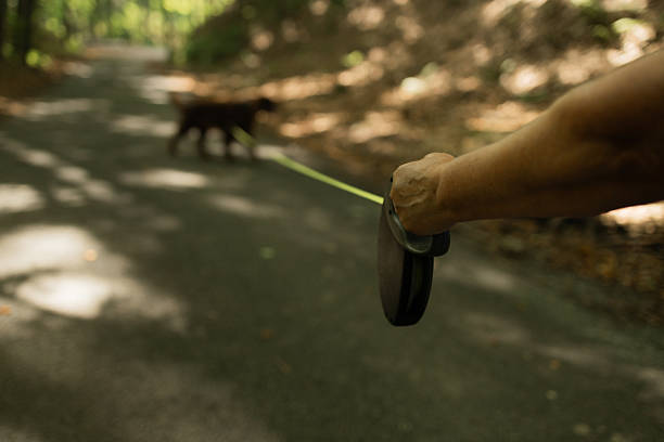 An Irish Setter on a leash walks along a sun-dappled forest trail, led by a partially visible owner. The scene highlights pet companionship, outdoor exercise, and enjoying nature together on a bright day