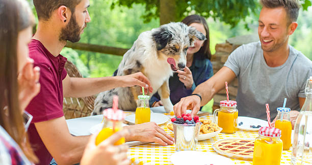 Happy friends enjoying outdoor meal with their dog stock photo