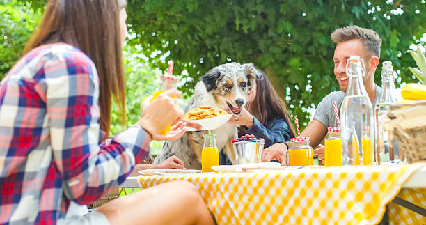 istock Friends feeding australian shepherd dog biscuits at table outdoors 2216220157