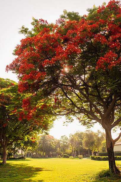 istock Vibrant red flowering trees in a sunny park landscape 2216220483