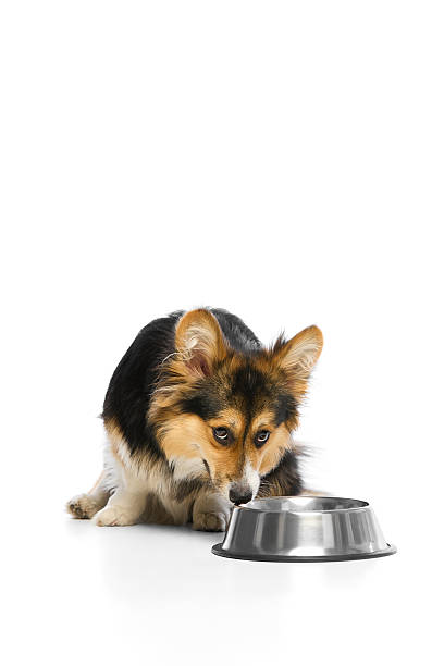 istock Hungry welsh Corgi sniffing shiny metal bowl while crouching against white background. Concept of pet nutrition 2216220886