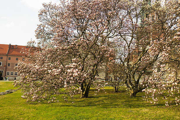 A beautiful scene of magnolia trees in full bloom in a park. The vibrant pink flowers and green grass create a serene and peaceful atmosphere on a bright spring day.