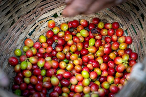 istock Basket of Fresh Coffee Cherries 2216223963