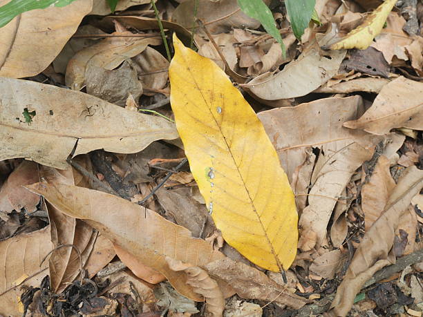 istock Yellow leaf fall on the ground among the brown dry leaves 2216226479