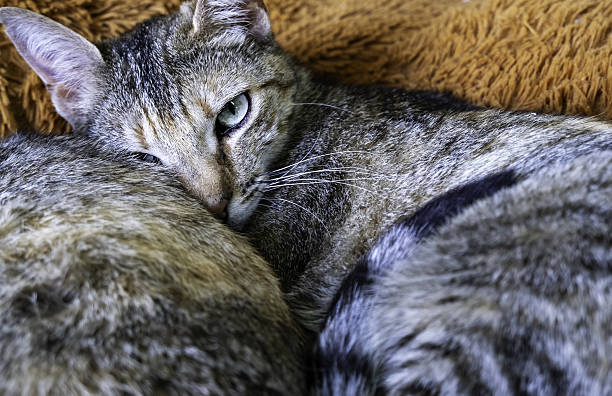 Detail of domestic animals abandoned in the street, animal abuse