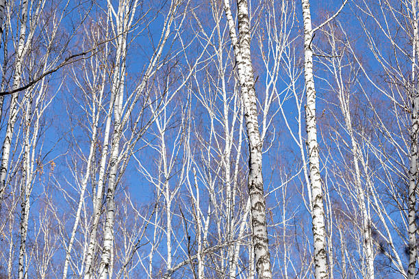 Tall birch trees with striking white bark reach towards a clear blue sky, creating a serene and tranquil atmosphere in a natural setting, showcasing the beauty of the outdoors and nature
