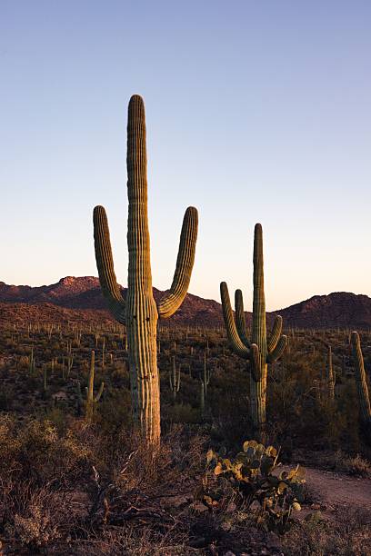 istock Desert landscape with saguaro cacti at sunset. 2216228608