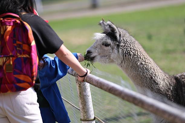 istock Person feeding an alpaca at a farm 2216229158