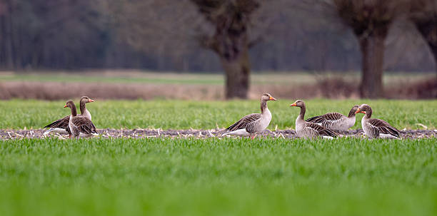 istock Greylags Goose On Field 2216229217