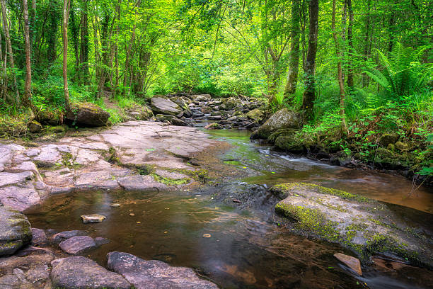 istock A Serene and Peaceful Forest Stream, Beautifully Surrounded by Lush and Vibrant Greenery and Scenic Nature 2216229219