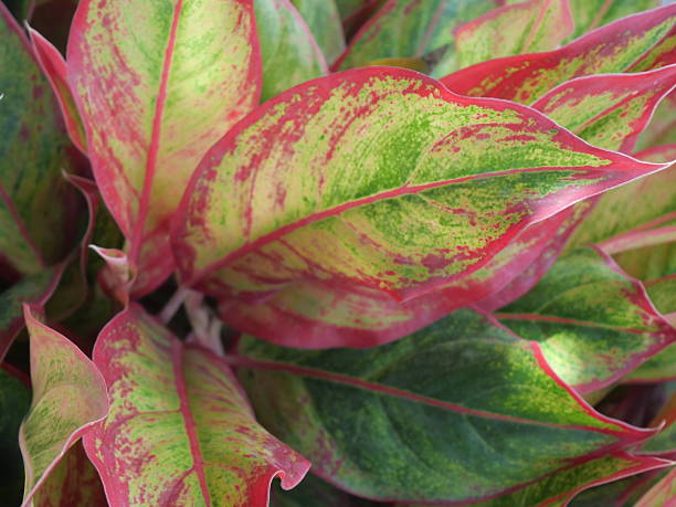 istock Vibrant Red and Green Aglaonema (Chinese Evergreen) Leaves 2216229624