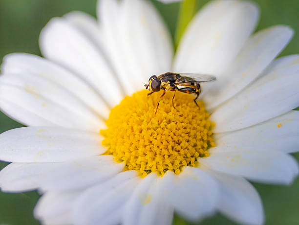 istock hornet pollinating white daisy flower 2216229945