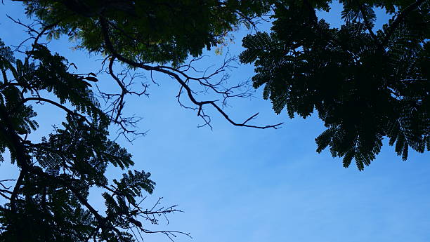 A look into the leafless treetops in winter.