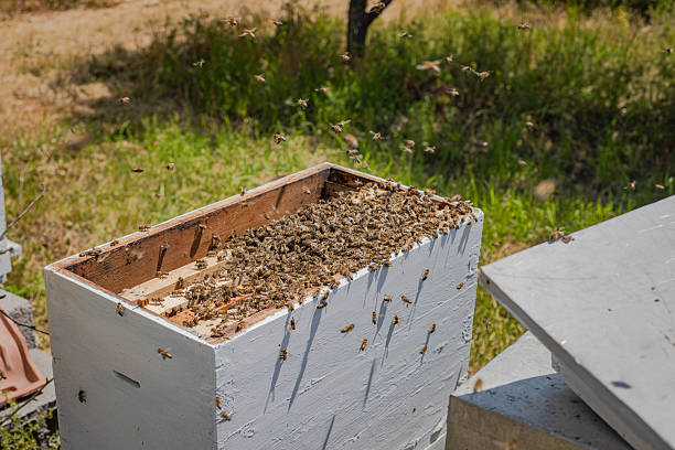 Open hive with lots of bees