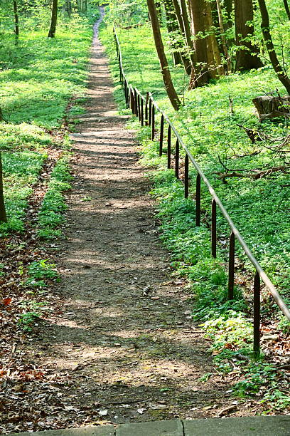 a straight hiking path lit from the side by the sun with shadows from trees leading through a lush green forest
