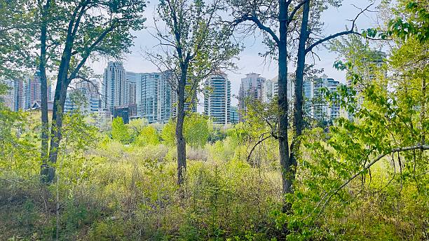 istock Downtown Calgary on a morning in may 2025 2216230968