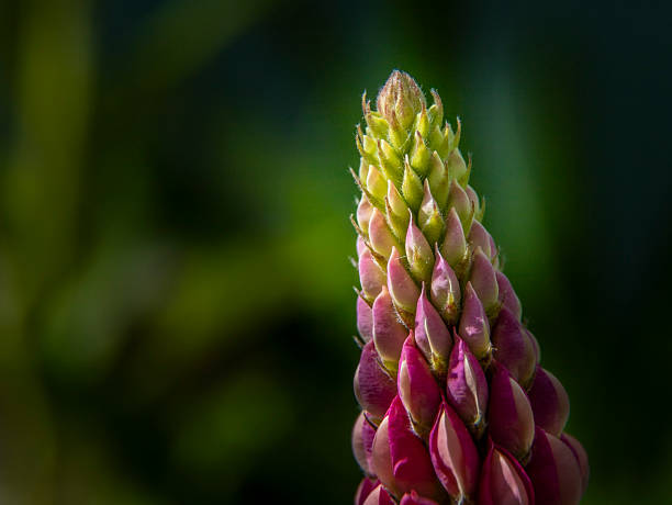 purple lupin flower