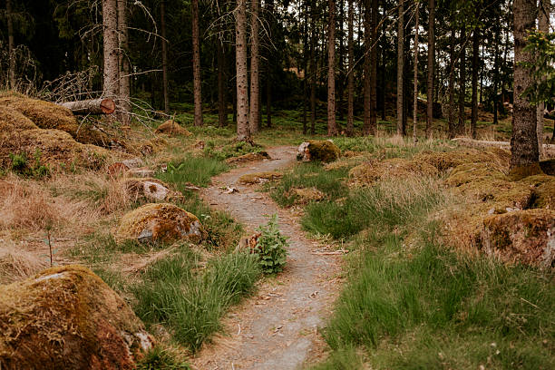 Swedish forest with walk pah in early summer