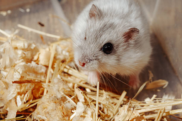 istock Fluffy white hamster exploring its bedding in a cozy habitat during daylight hours 2216232576