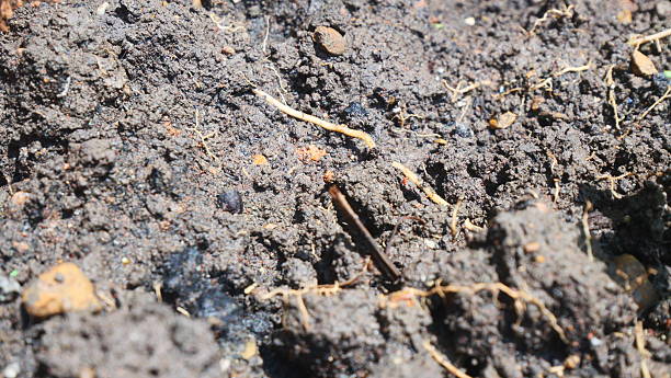 istock Black loam soil for cultivation 2216232770