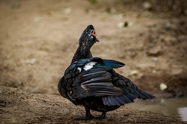 Muscovy Duck Standing Near Water on a Rural Path