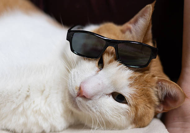 Yawning Funny British Shorthair cat with lion mane wig and sunglasses