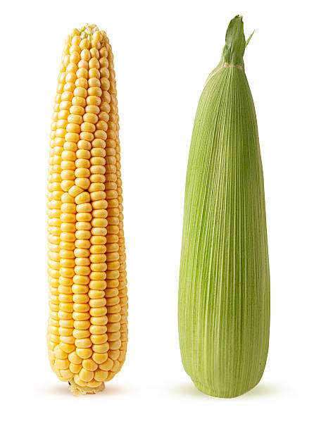 Two ear of corn isolated on a white background. Fresh corncob. Clipping Path.