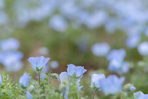 istock Beautiful Nemophila in bloom 2216235241